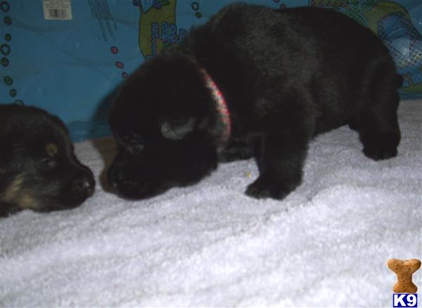German Shepherd Puppies in TX