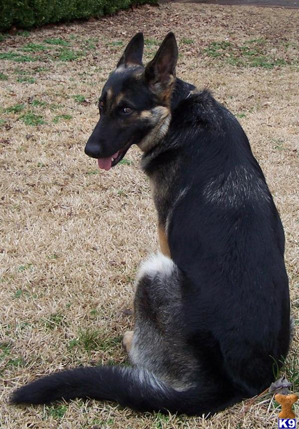Dogs for Sale