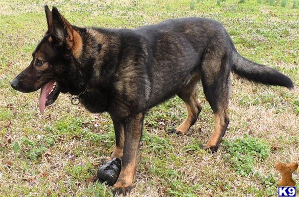 German Shepherd Puppies in TX
