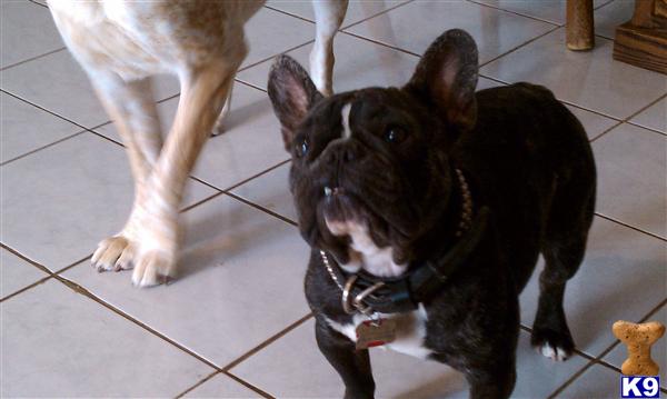 Stud Dogs - French Bulldog