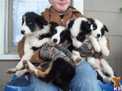 Border Collie Puppies