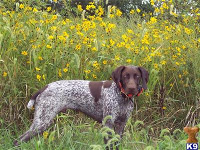 Dogs - German Shorthaired Pointer