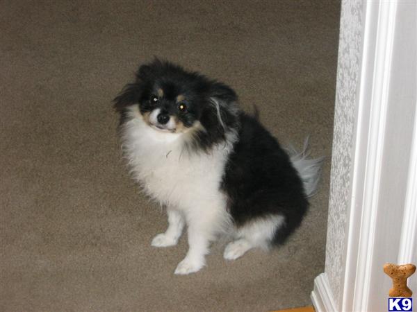 Stud Dogs - Pomeranian