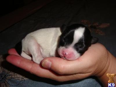 Papillon Puppies for Sale