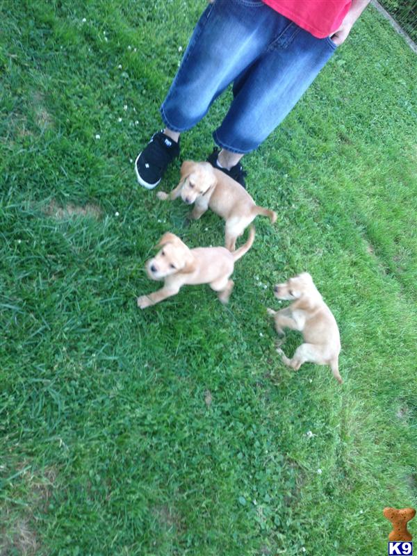 lab puppies for sale in maryland labrador retriever puppies for sale maryland md design bild lab puppies for sale in maryland labrador retriever puppies for sale maryland md design bild