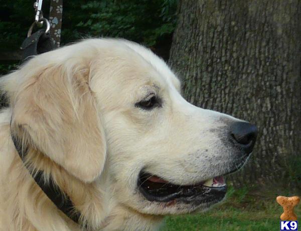Stud Dogs in VA