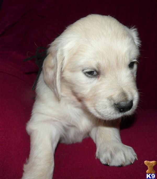 Puppies in VA