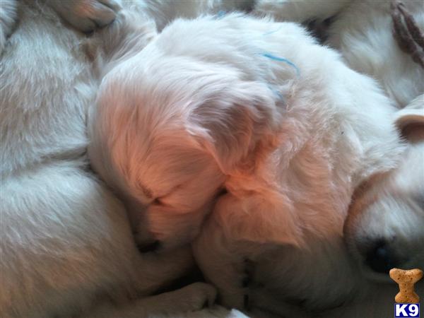 Puppies in VA