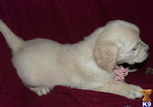 Puppies in VA