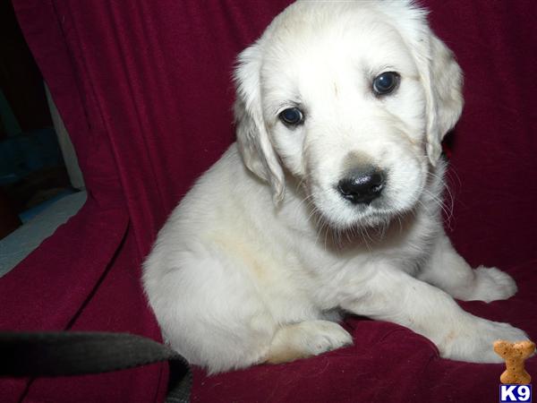 Puppies in VA