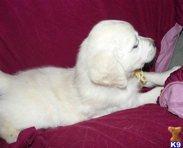 Puppies in VA