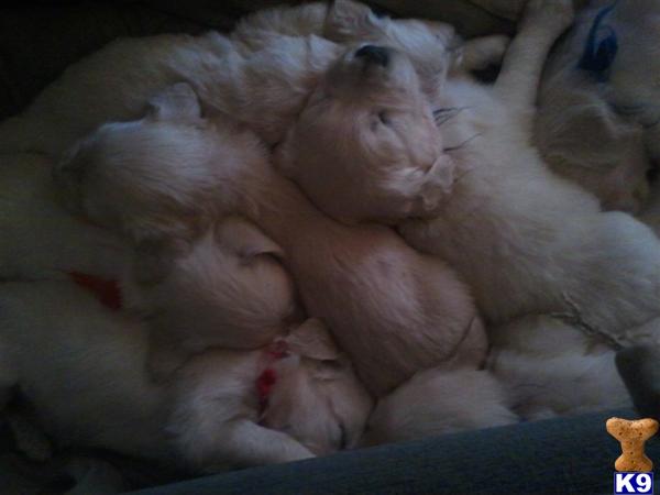 Puppies in VA