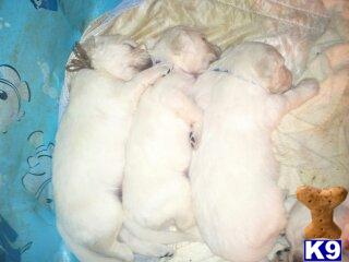 Puppies in VA