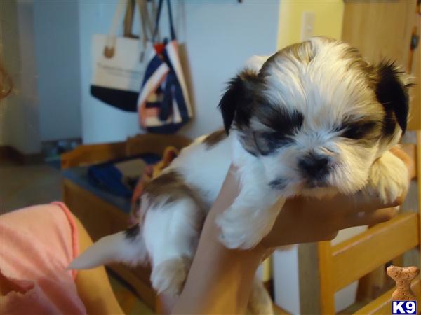 Teacup+shih+tzu+puppies+for+sale+in+michigan