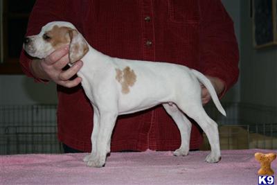 Pointer Puppies
