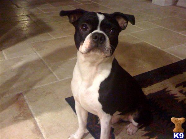 Stud Dogs - Boston Terrier