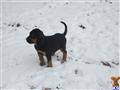 Bloodhound