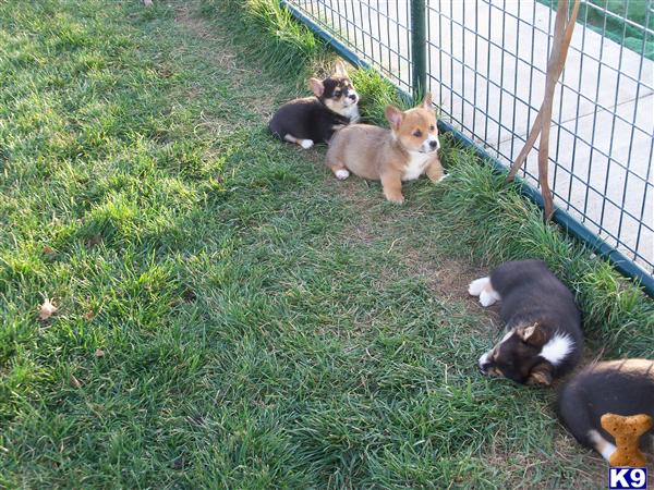 Puppies in Yuba city