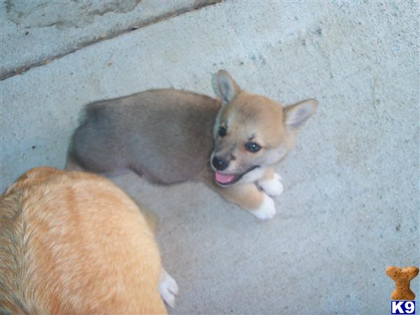 Pembroke Welsh Corgi Puppies