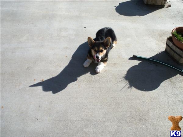 Puppies in Yuba city