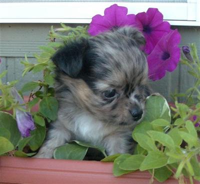 Puppies in MN