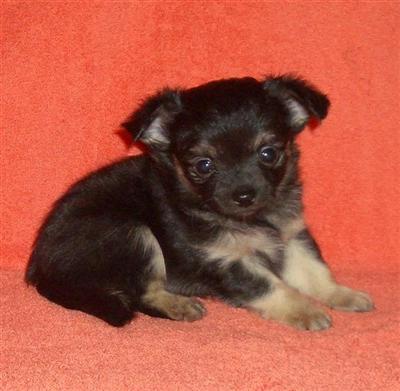 Puppies in MN