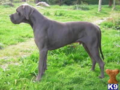 Stud Dogs - Great Dane