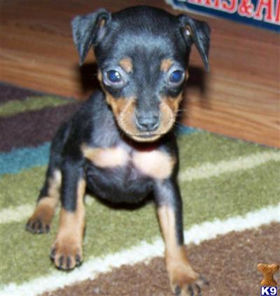 Puppies in WA