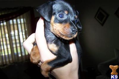 Puppies in WA