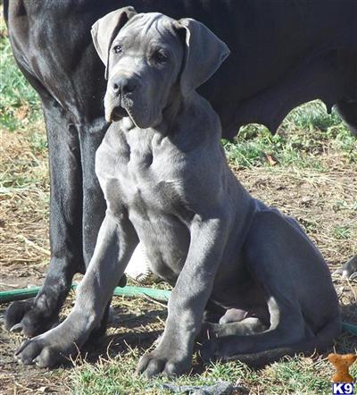 Puppies in WA