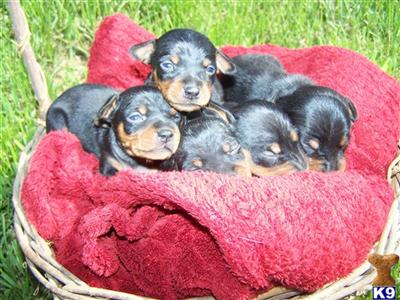 Miniature Pinscher Puppies for Sale