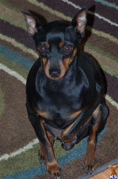 Dogs for Sale in WA