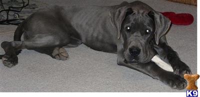 Dogs for Sale in WA