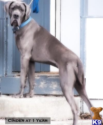 Stud Dogs - Great Dane