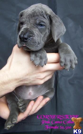 Puppies in Oroville