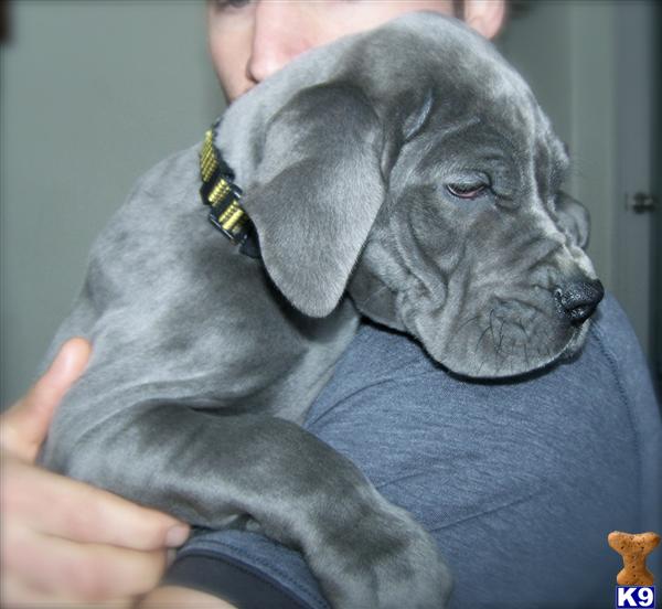 great dane puppies washington document moved great dane puppies washington document moved