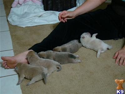 Chow Chow Puppies in TX