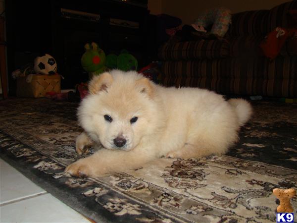 Chow Chow Puppies