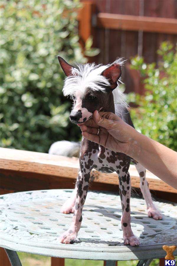 Chinese Crested Puppies