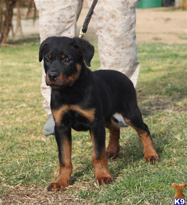 rottweiler puppies for sale bakersfield ca document moved rottweiler puppies for sale bakersfield ca document moved
