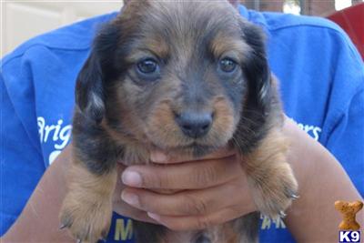 Dachshund Puppies in TX