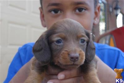 Dachshund Puppies in TX