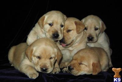 Labrador Retriever Puppies in TX