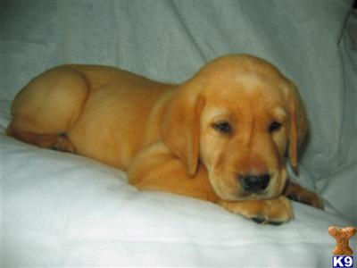 Labrador Retriever Puppies in TX