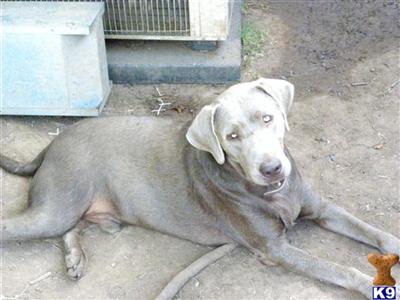 Stud Dogs - Labrador Retriever
