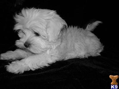 Maltese Puppies in TX