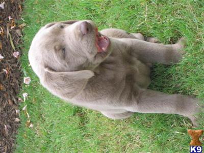 Labrador Retriever Puppies in TX