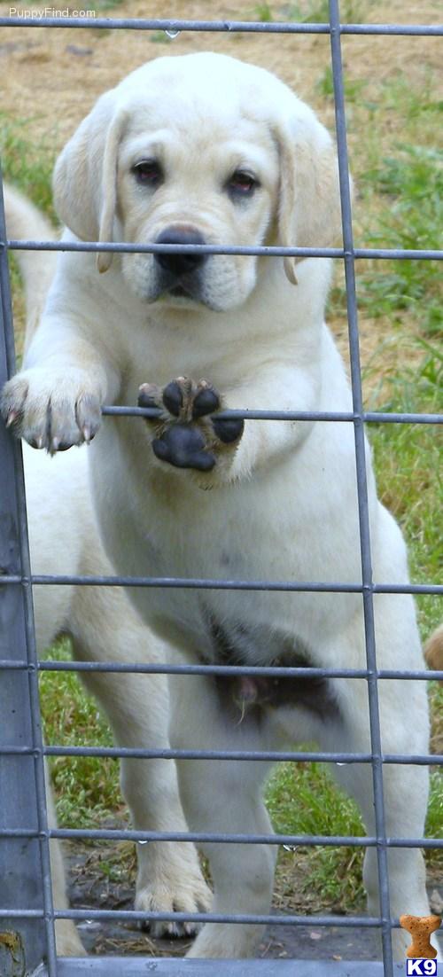 Puppies in TX