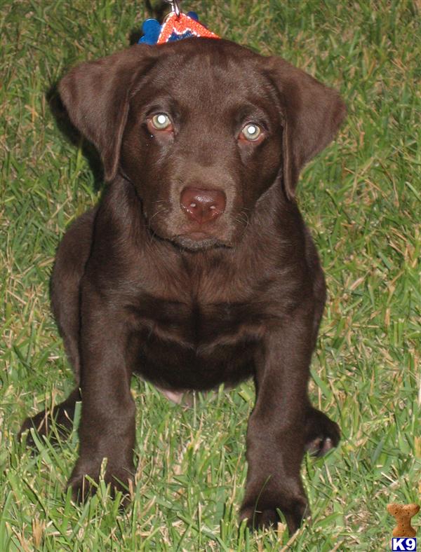 Puppies in Missouri city