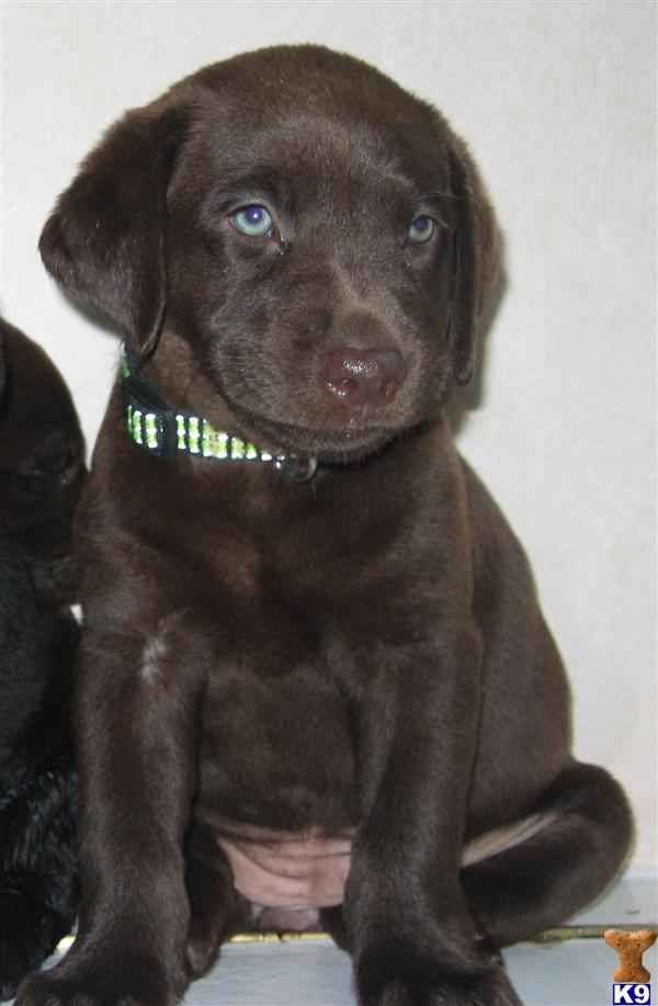 Dogs for Sale in TX